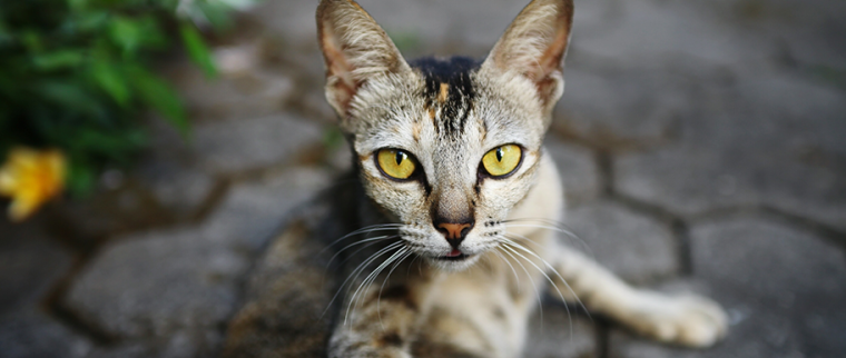 Chat balinais